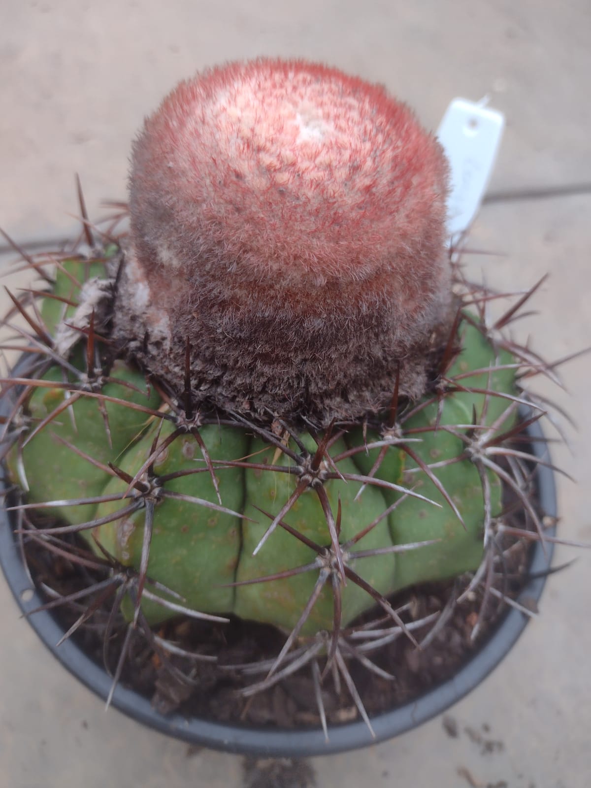 Melocactus lanssenianus GO 965 (Tacima, Paraiba)