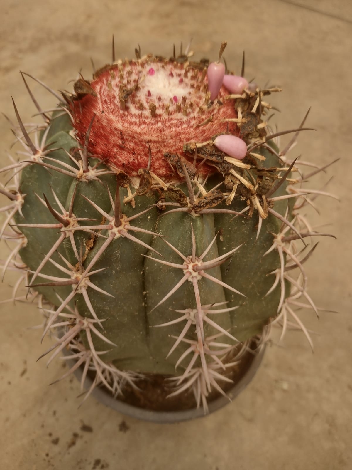 Melocactus neoviridescens GO 138 (Ico, BA)