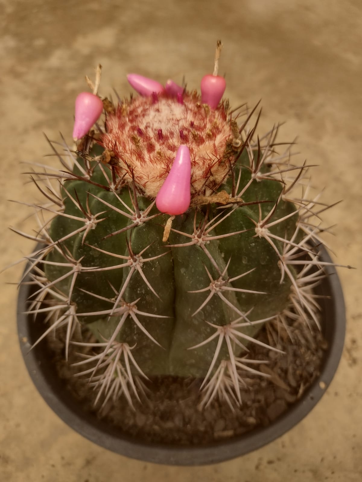 Melocactus neryi (Pedra Grande , Roraima)