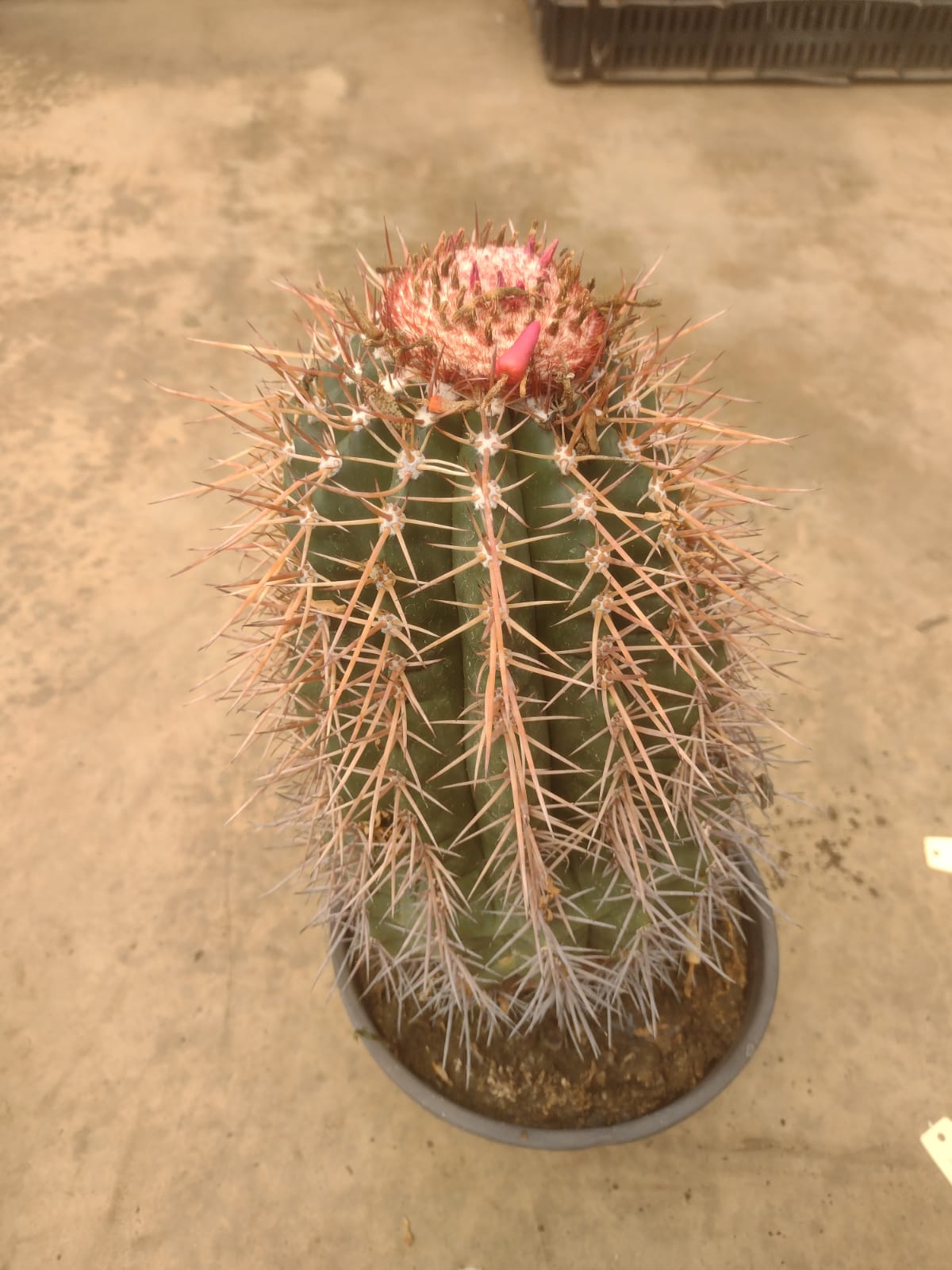 Melocactus oreas MM 997 (Milagres, BA)