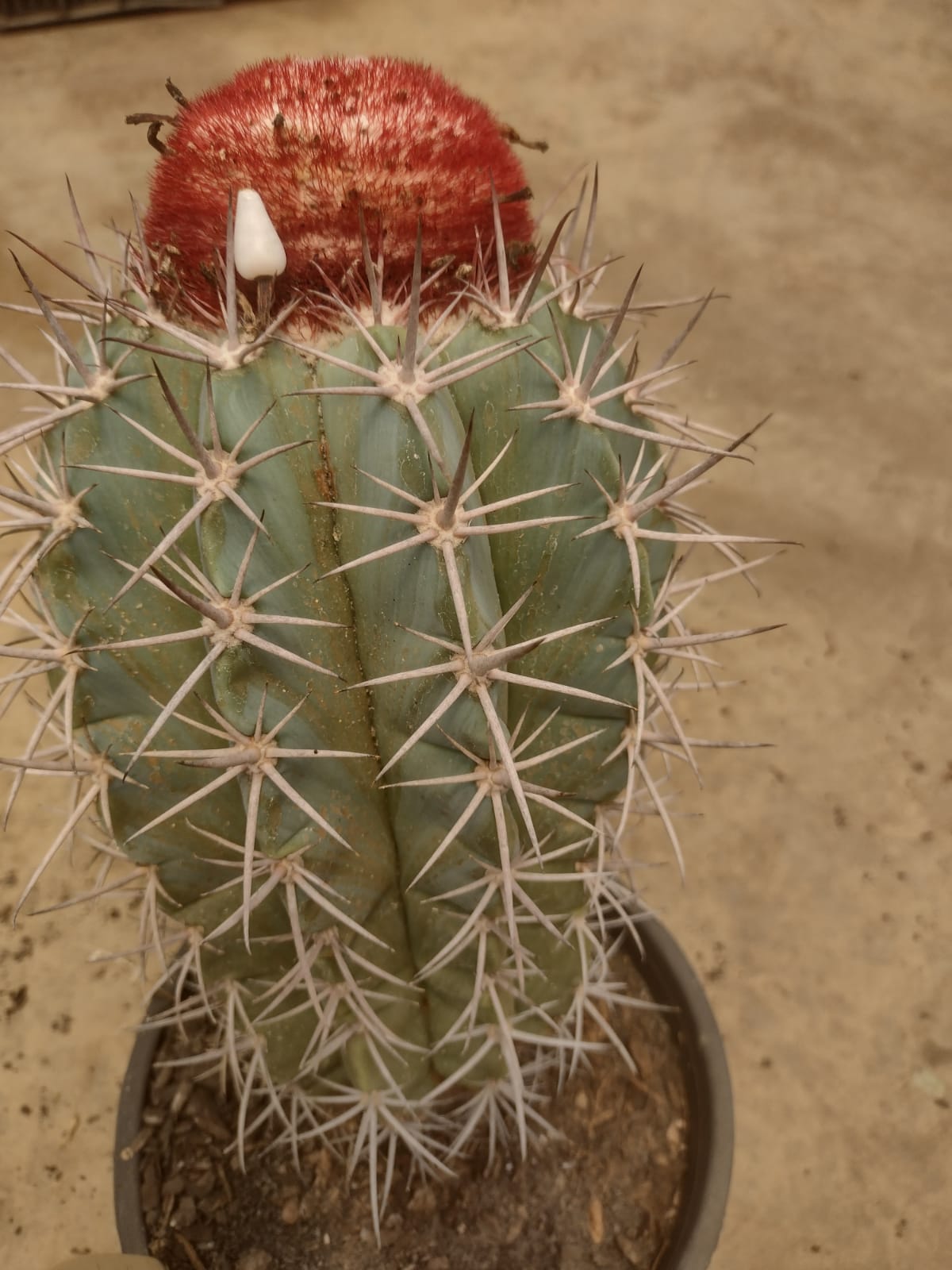 Melocactus pachyacanthus MM 946 (Olhos de Agua de Fagundos Morro de Chapeu, BA)