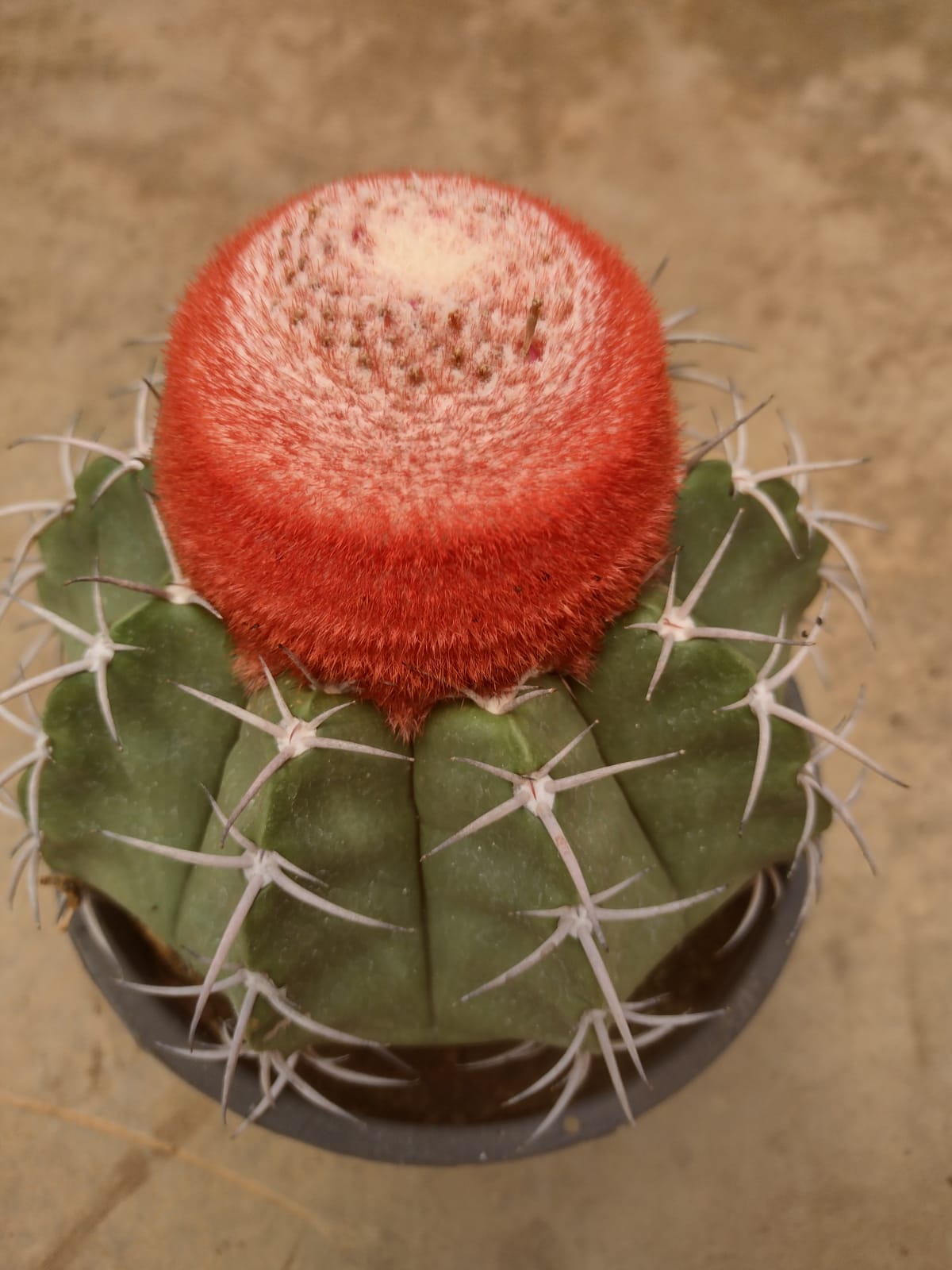 Melocactus paucispinus GO 216 (Jacareci, BA)