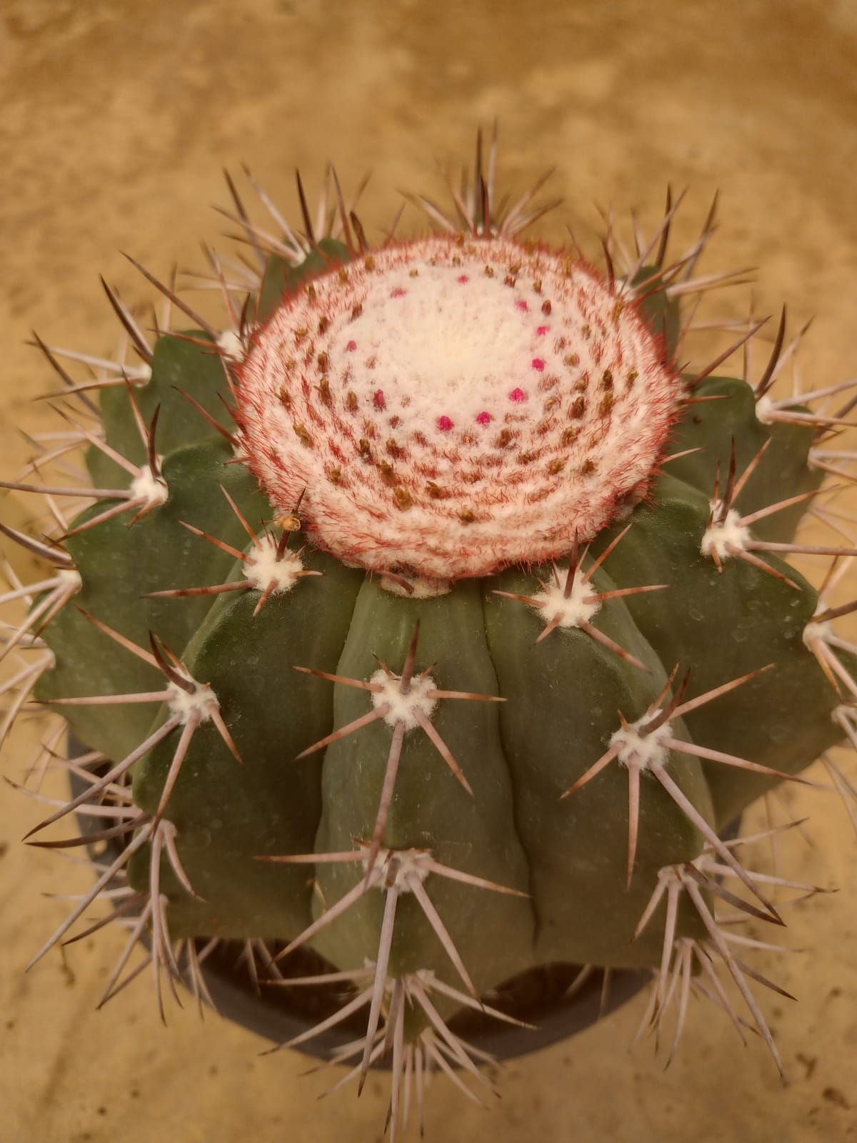 Melocactus sergipensis GO 673 (Simao Dias, Sergipe)