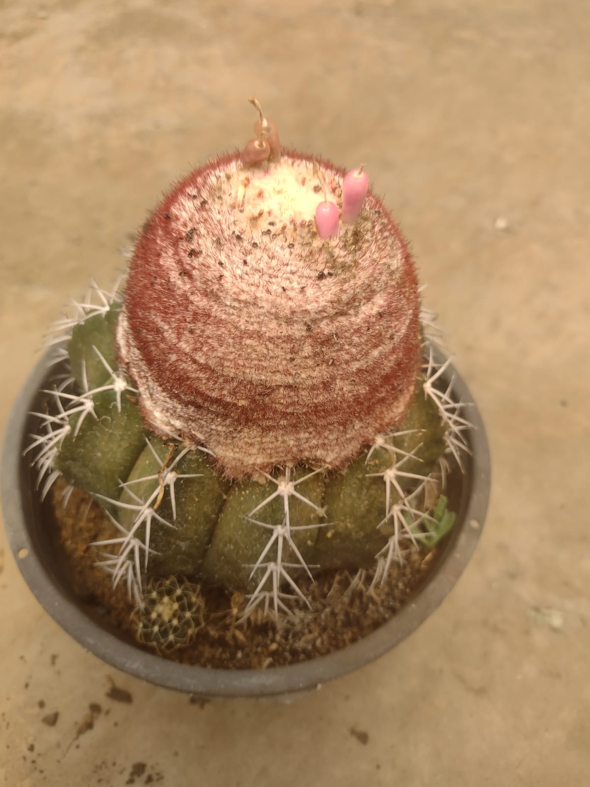 SuccSeed - Melocactus violaceus ssp. ritteri GO 240 (Jacobina, BA)
