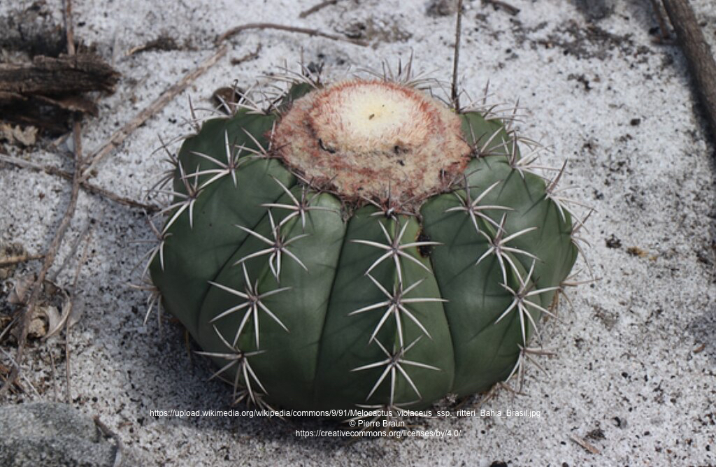 Melocactus violaceus ssp. ritteri GO 240 (Jacobina, BA)