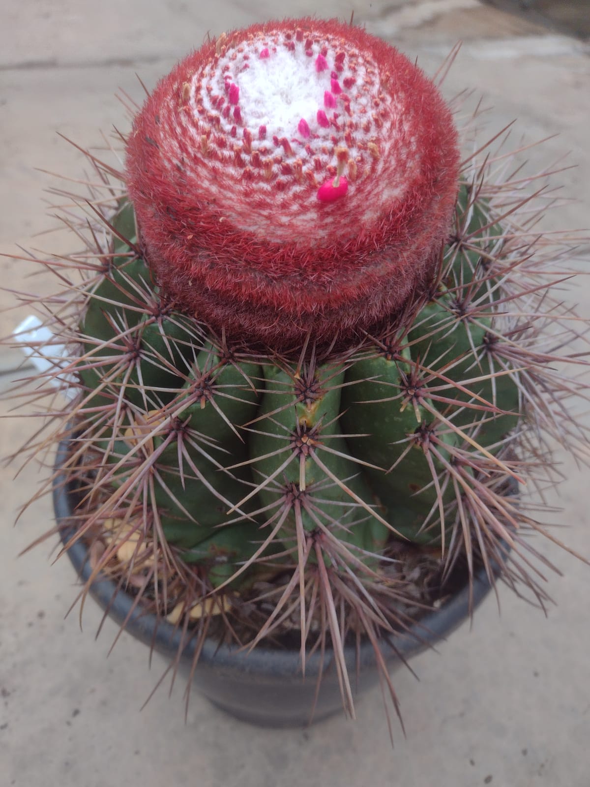 Melocactus x horridus GO 997 (Monteiro, Paraiba)