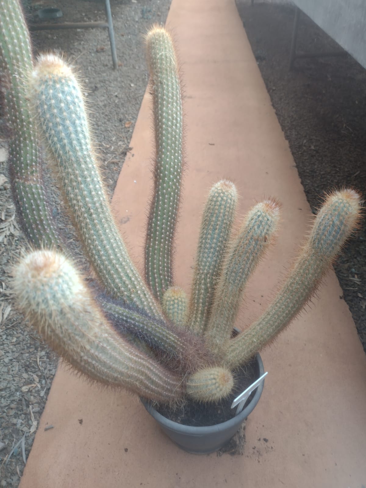 Micranthocereus densiflorus
