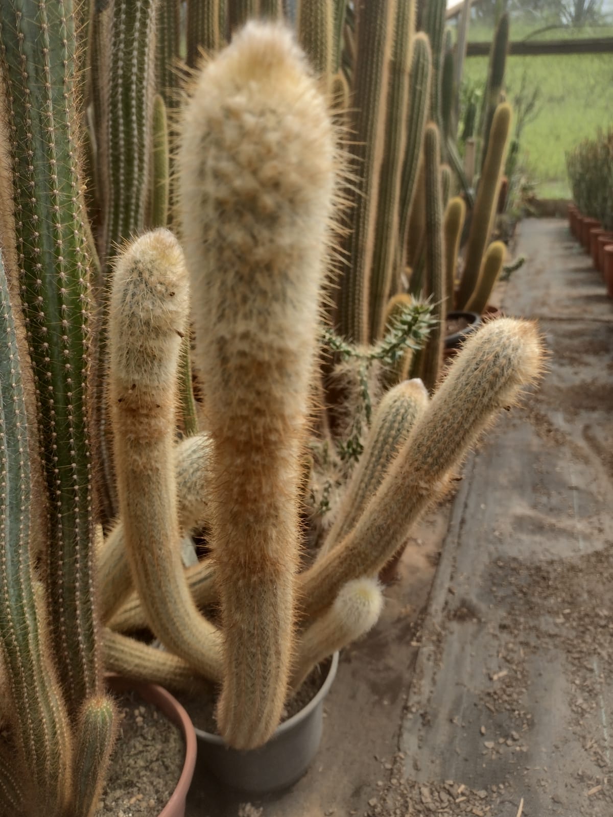 Micranthocereus flaviflorus GO 155 (Delfino,BA)