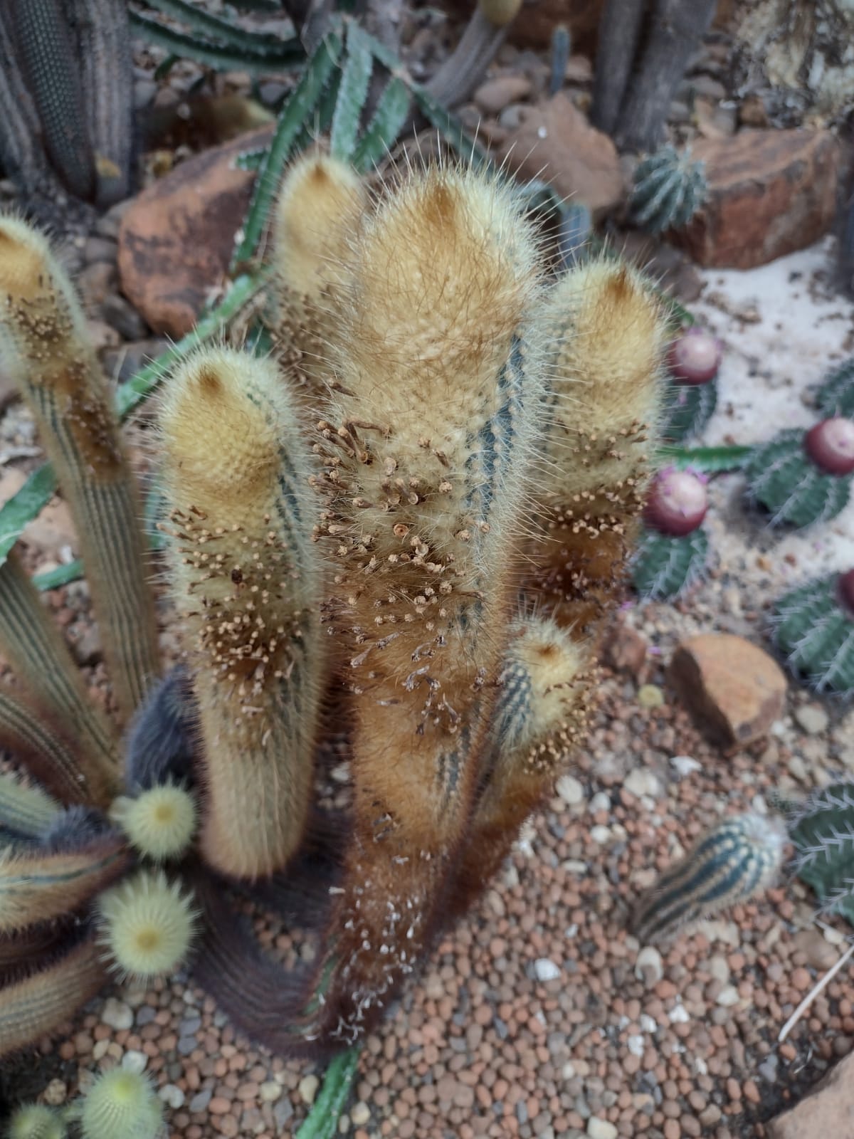 Micranthocereus streckeri