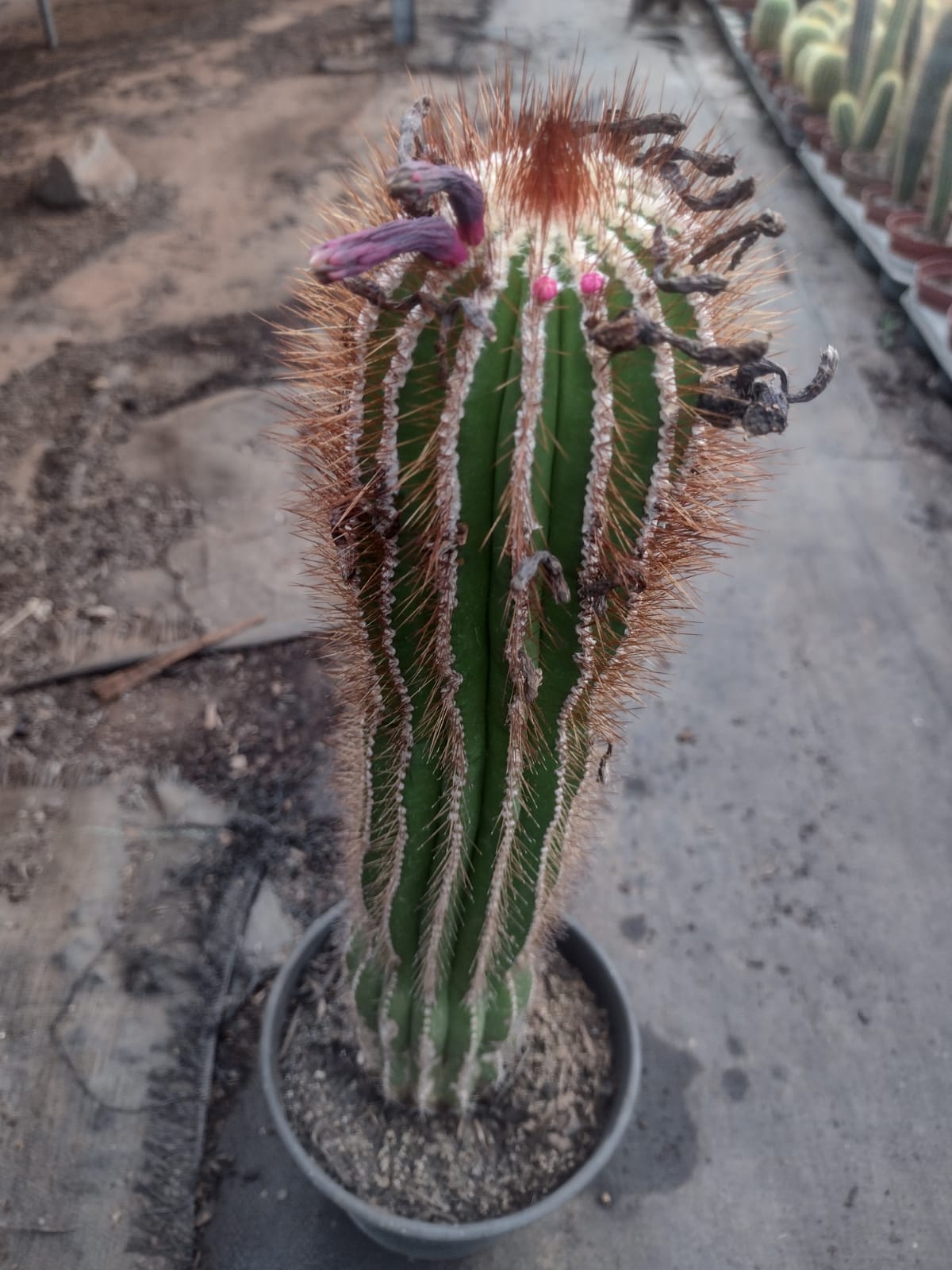 Pierrebraunia bahiensis GO 75 (Mucugé, BA)