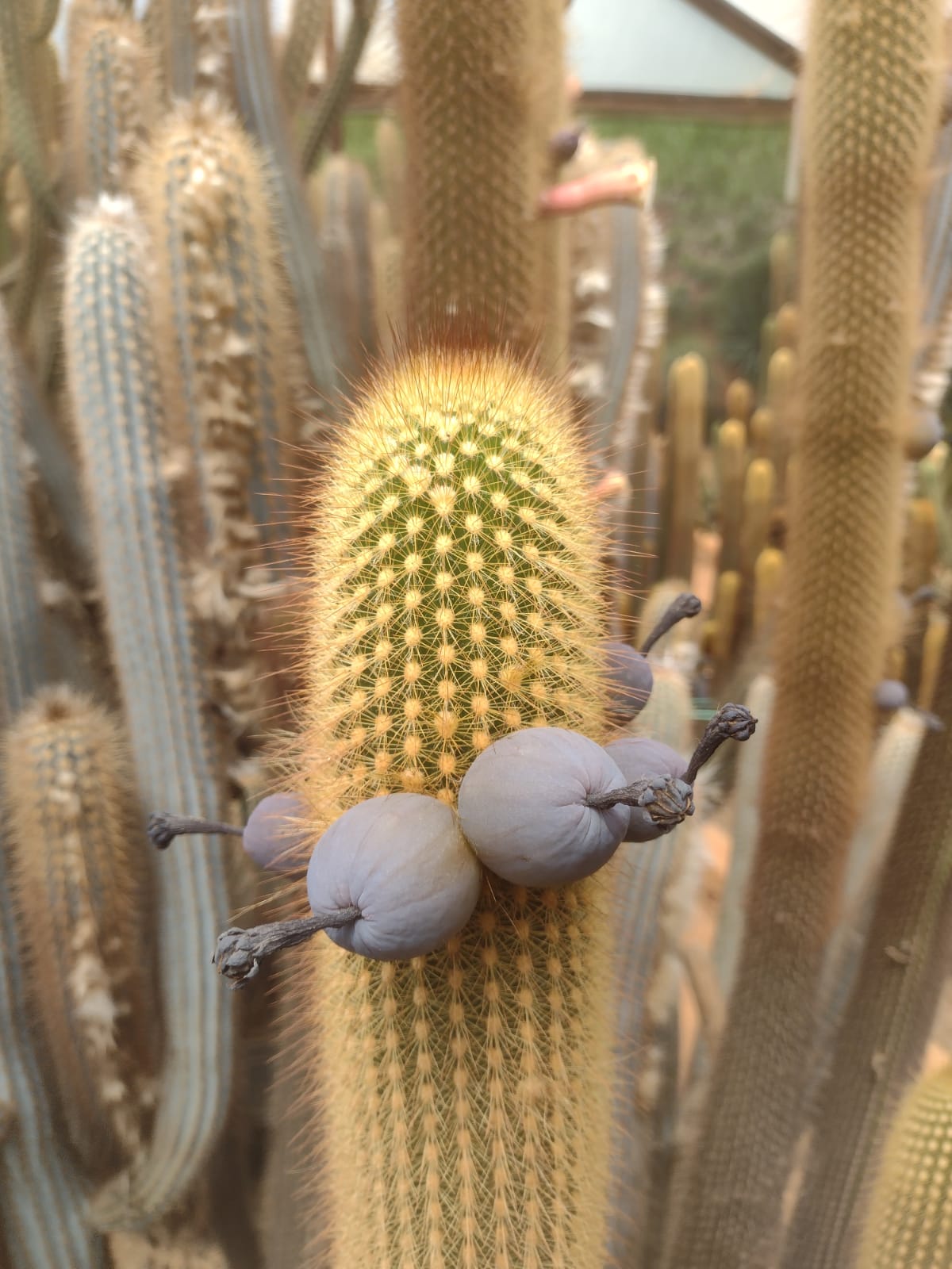 Pilosocereus aureispinus GO 88 (Ibotirama,BA)