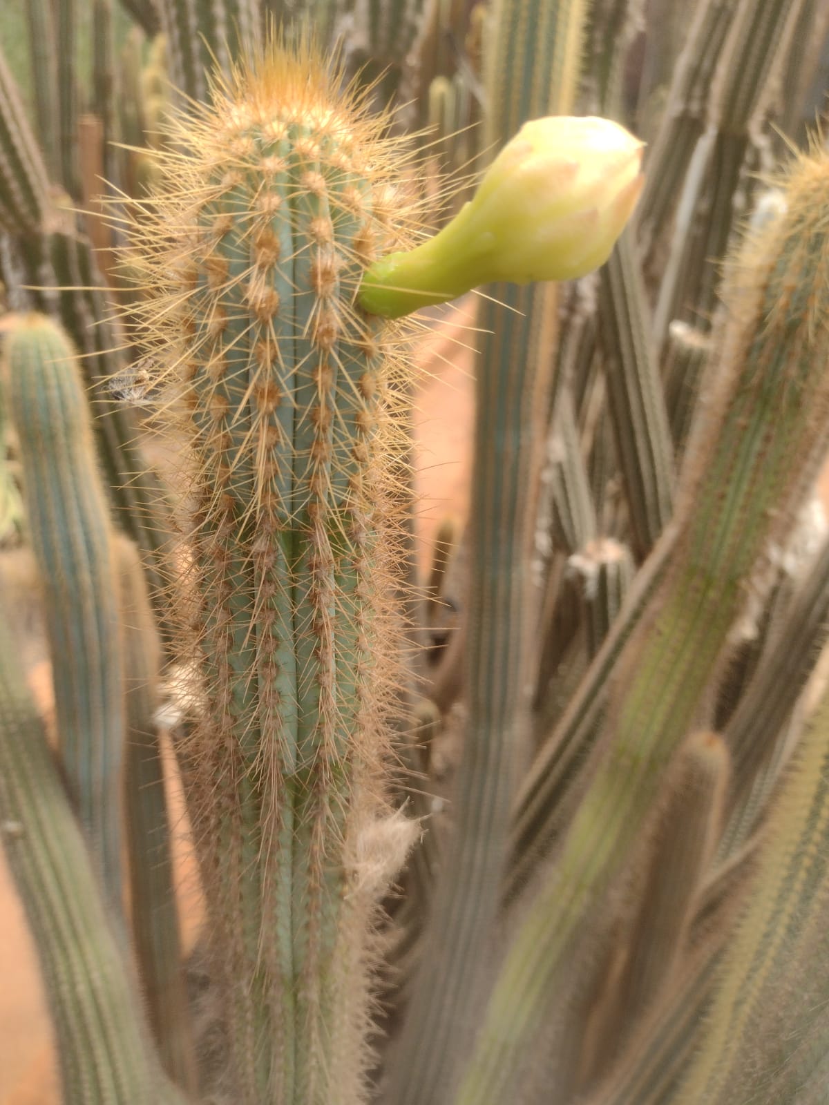 Pilosocereus vilaboensis ssp. rizzoanus GO 272 B (Terezinha de Goias, Goias)