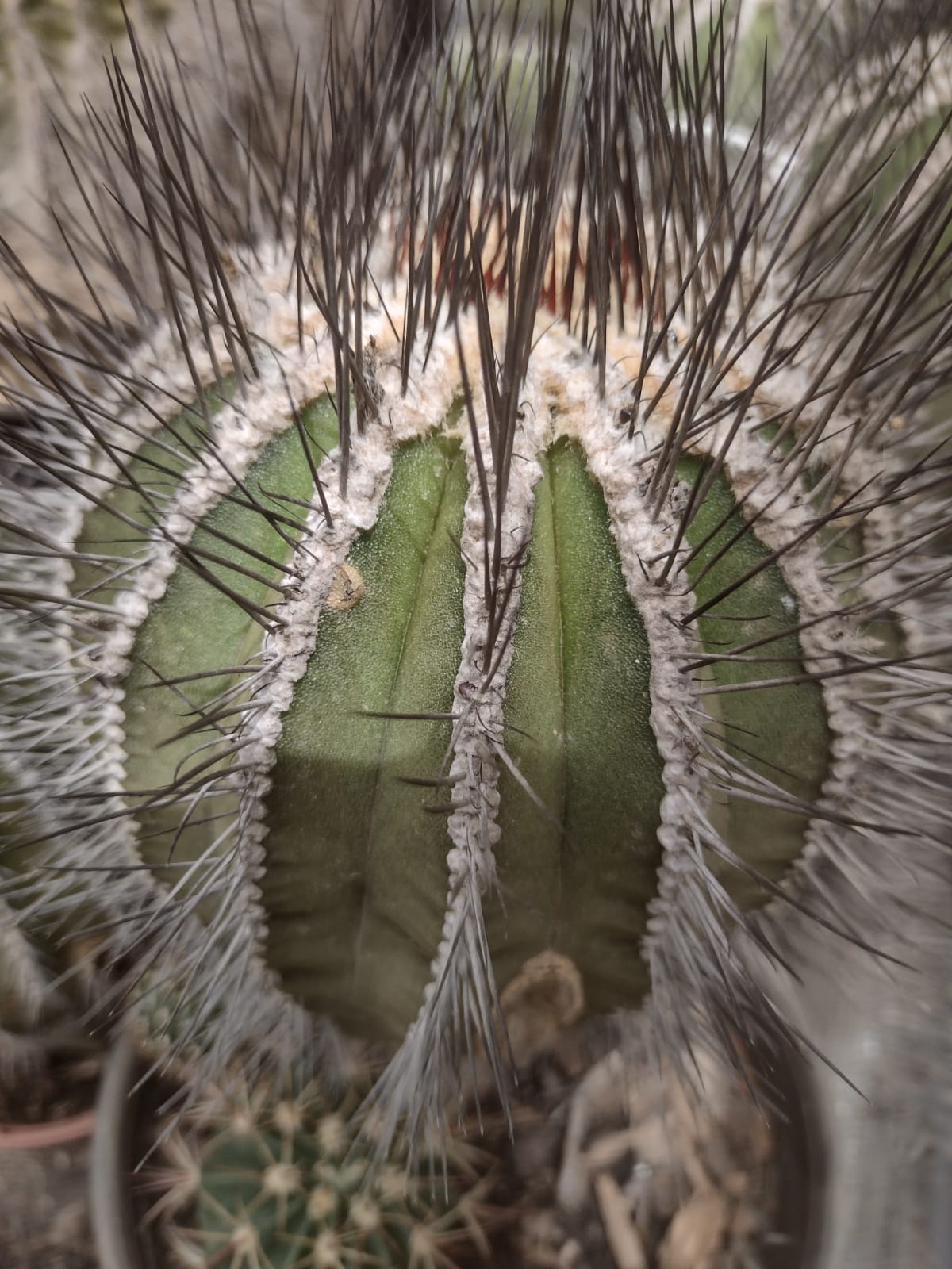 Uebelmannia pseudopectinifera GO 315 (Datas,MG)