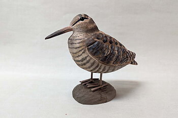 Eurasian Woodcock 20x15 cm