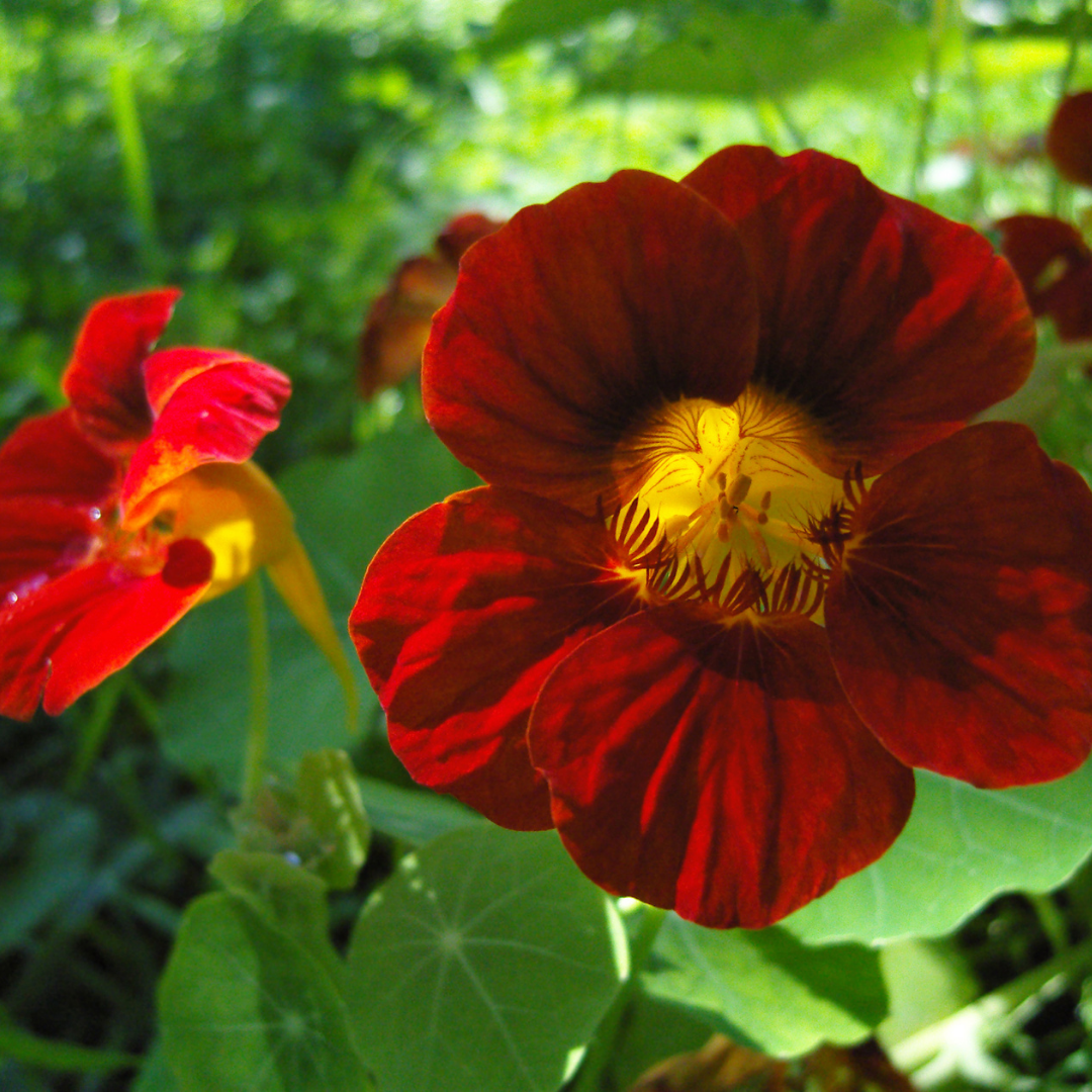 Buskkrasse - Mahogany Jewel