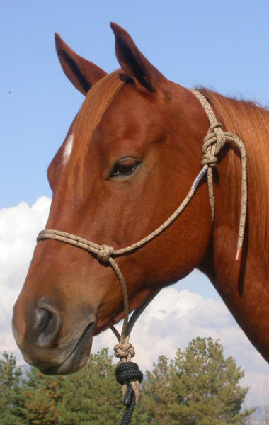 Rope halter Double Diamond #125 (allround) - greige