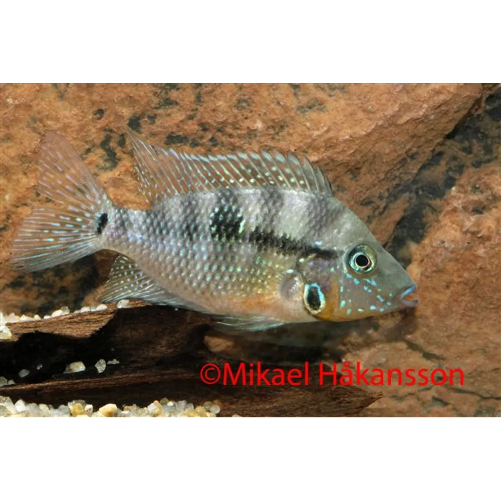 Eldbuk (Thorichthys meeki)