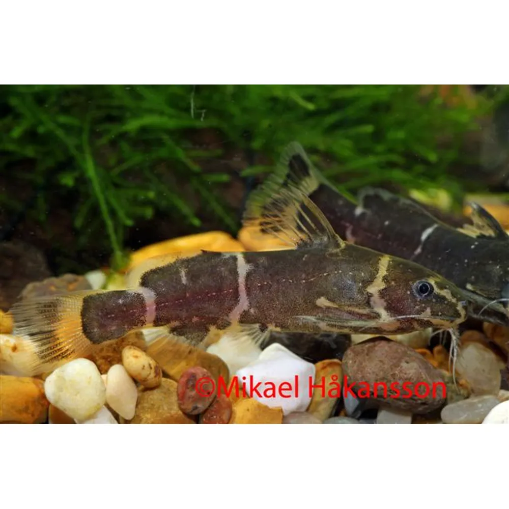 Microsynodontis Nigeria (Microsynodontis sp. Nigeria)