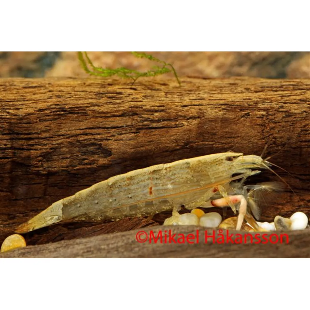 Asiatisk brun solfjäderräka 'filterräka' (Atyopsis moluccensis)