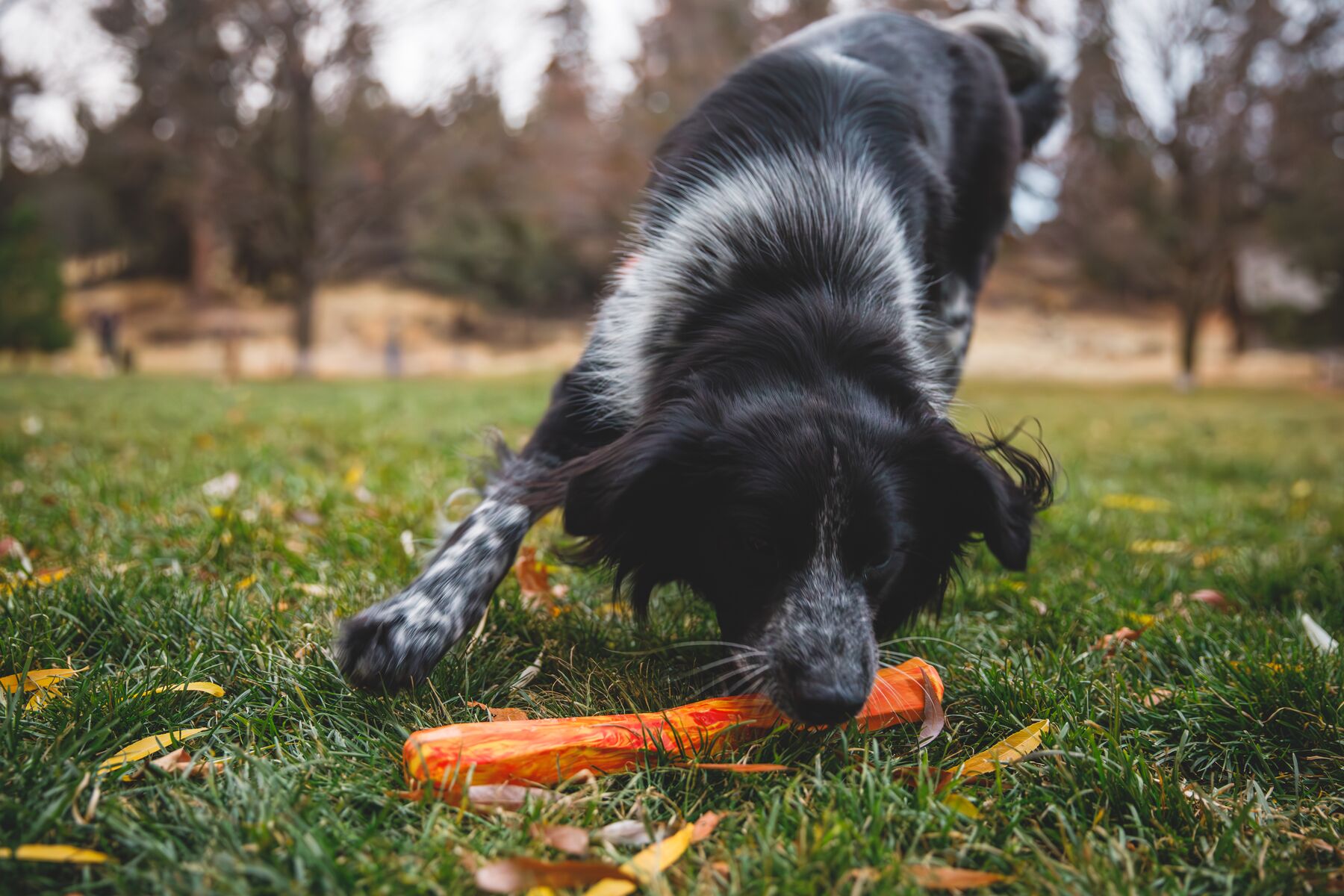 Ruffwear Gnawt-a-Stick Floating Dog Toy – Glacial Blue
