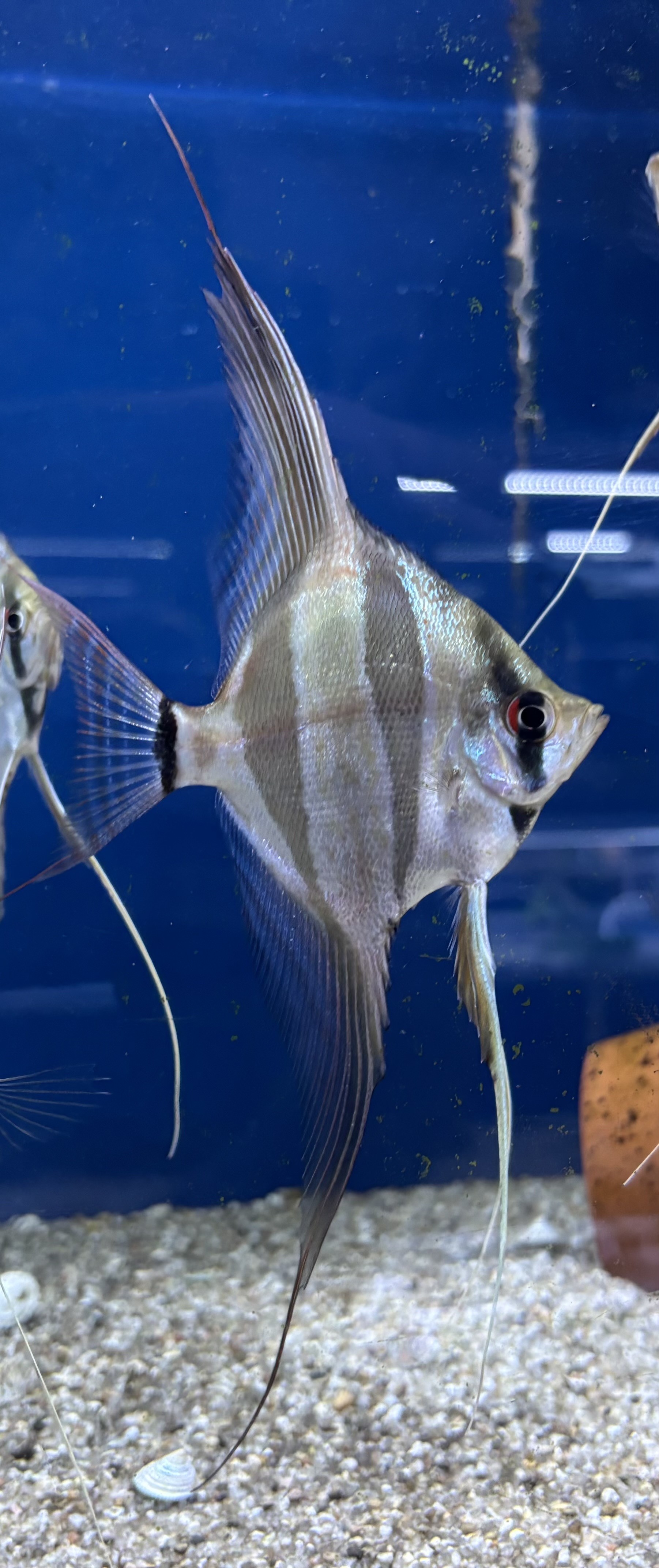Scalare Altum 'Orinoco'  (Pterophyllum altum Orinoco)