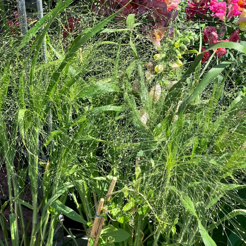 Jungfruhirs 'Fontaine'
