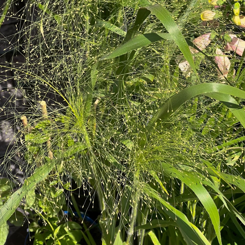 Jungfruhirs 'Fontaine'