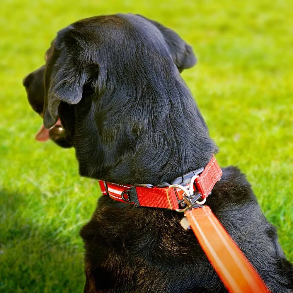 Ezydog Halsband Dubbel Up Svart - 5