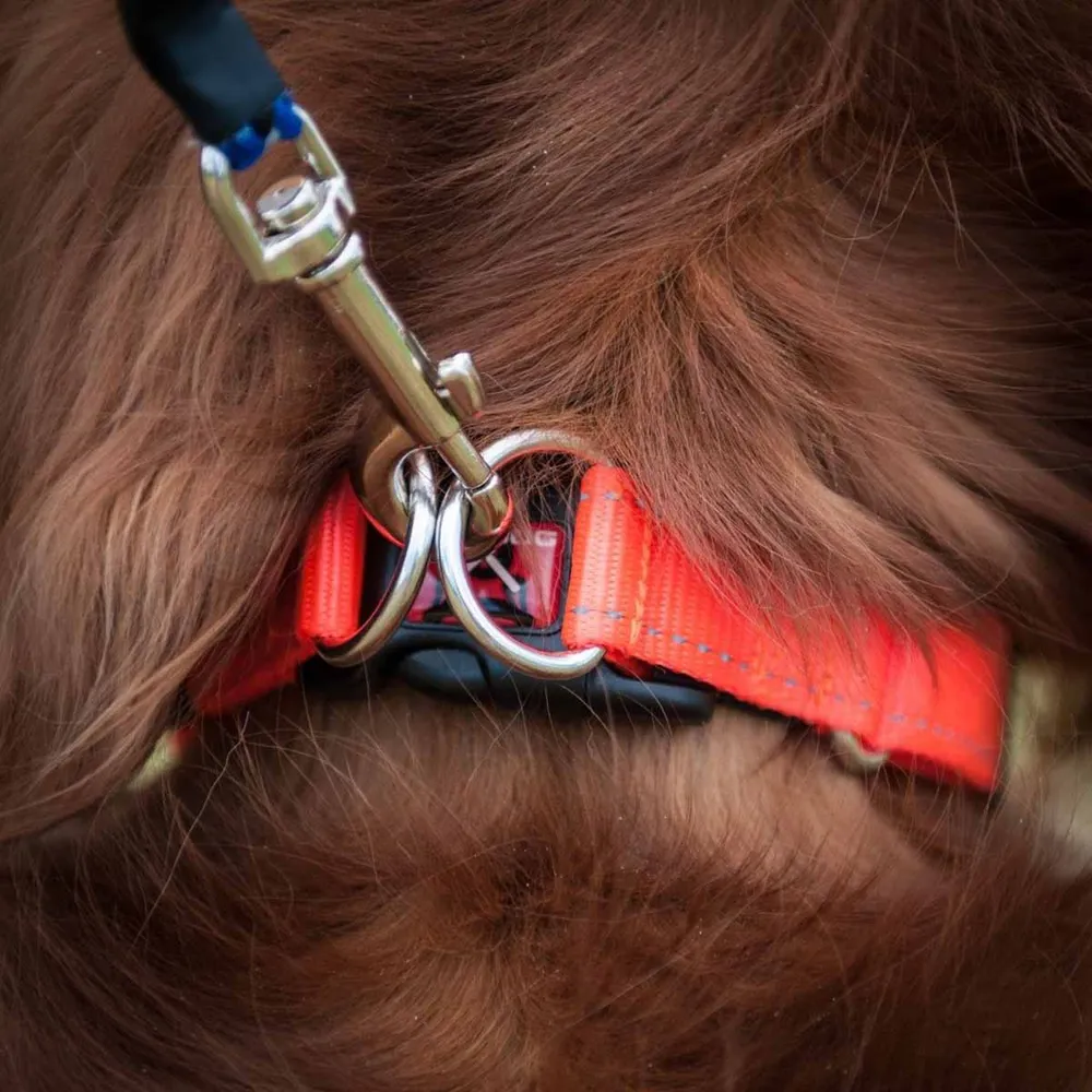 Ezydog Halsband Dubbel Up Svart - 4