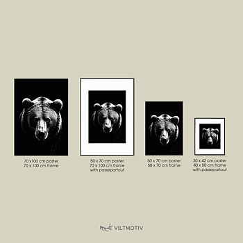 Björnens blick Poster