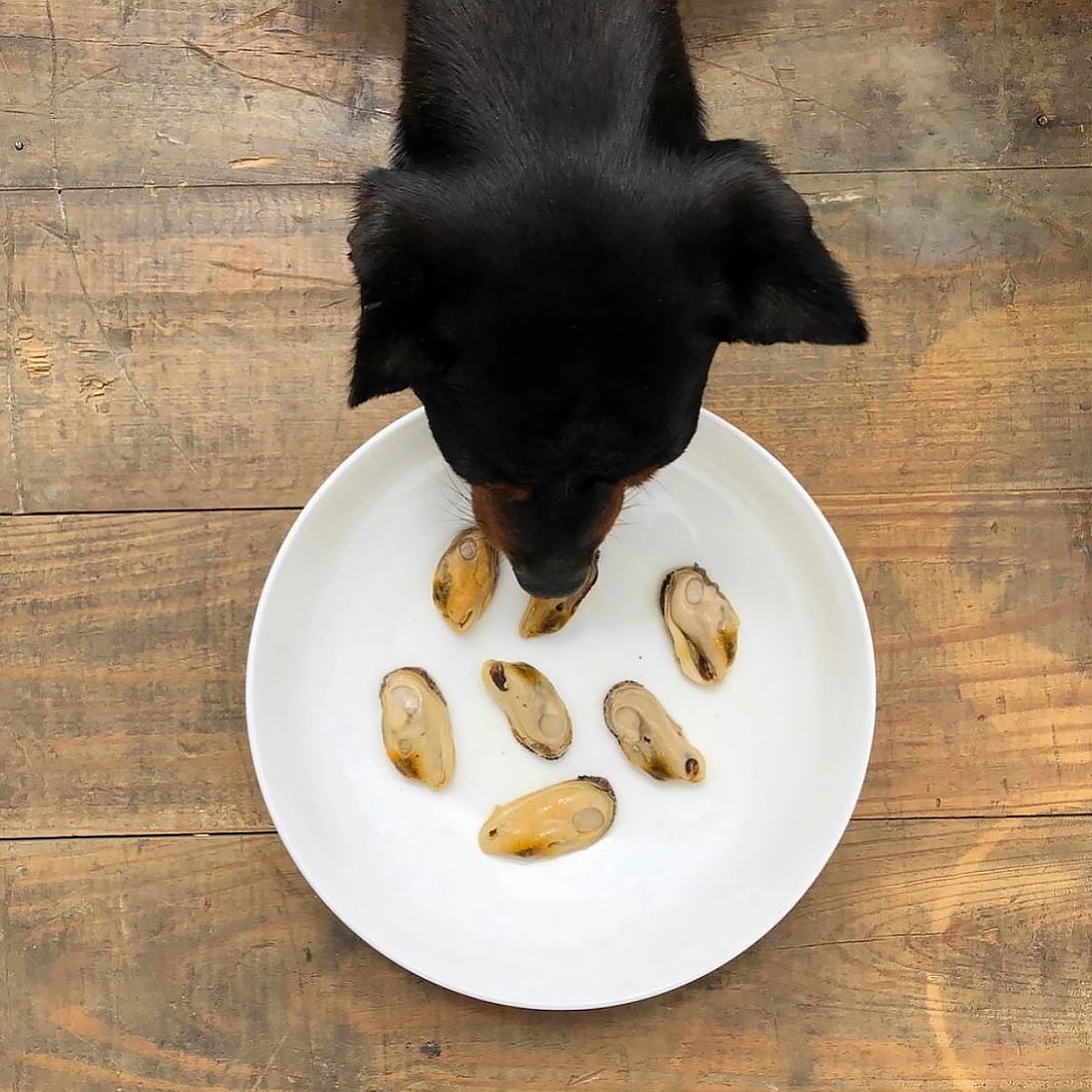 Canumi natural green-lipped mussel glucosamine supplementary feed for dogs