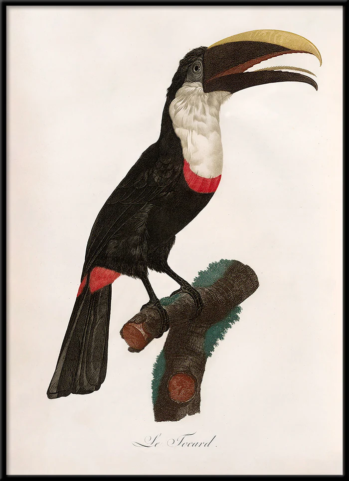 Tavla Le Toucan Tocard