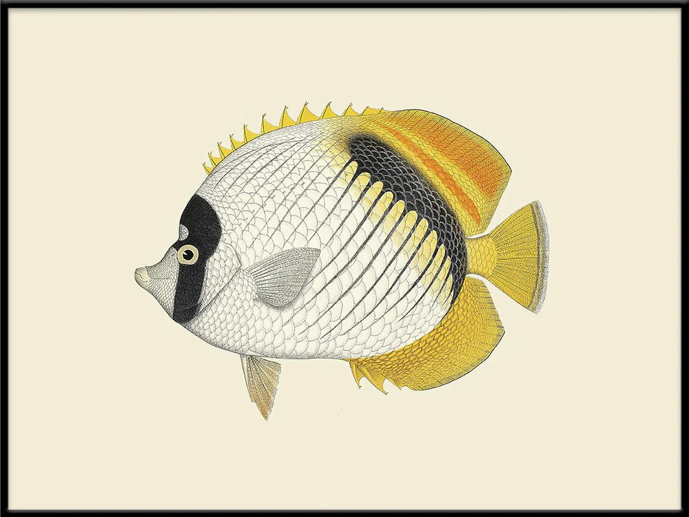 Tavla Orange Fish inkl. svart ram