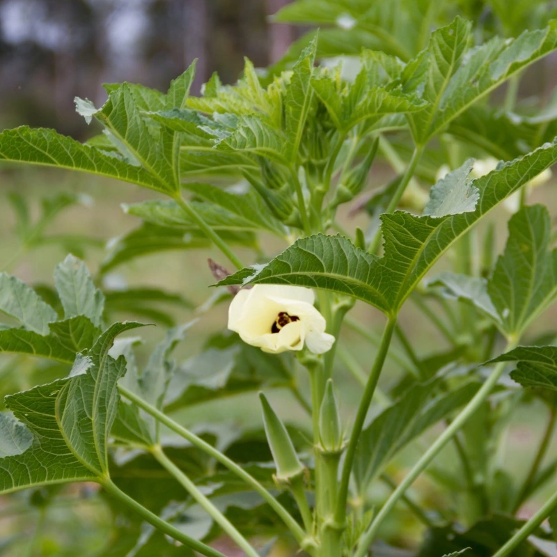 Okra 'Clemson Spineless' - 3
