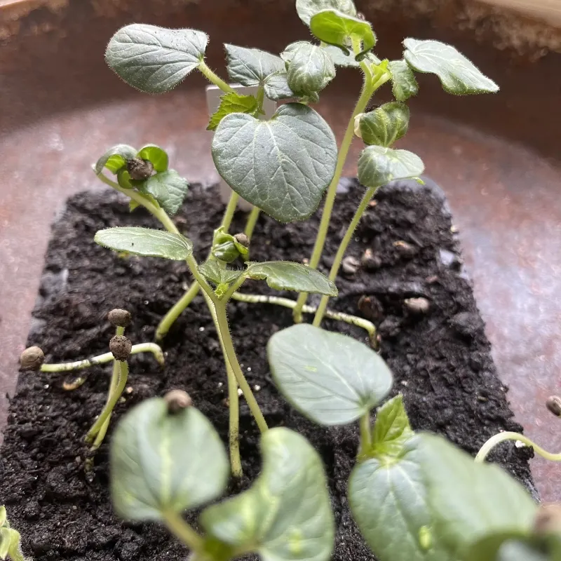 Okra 'Clemson Spineless'