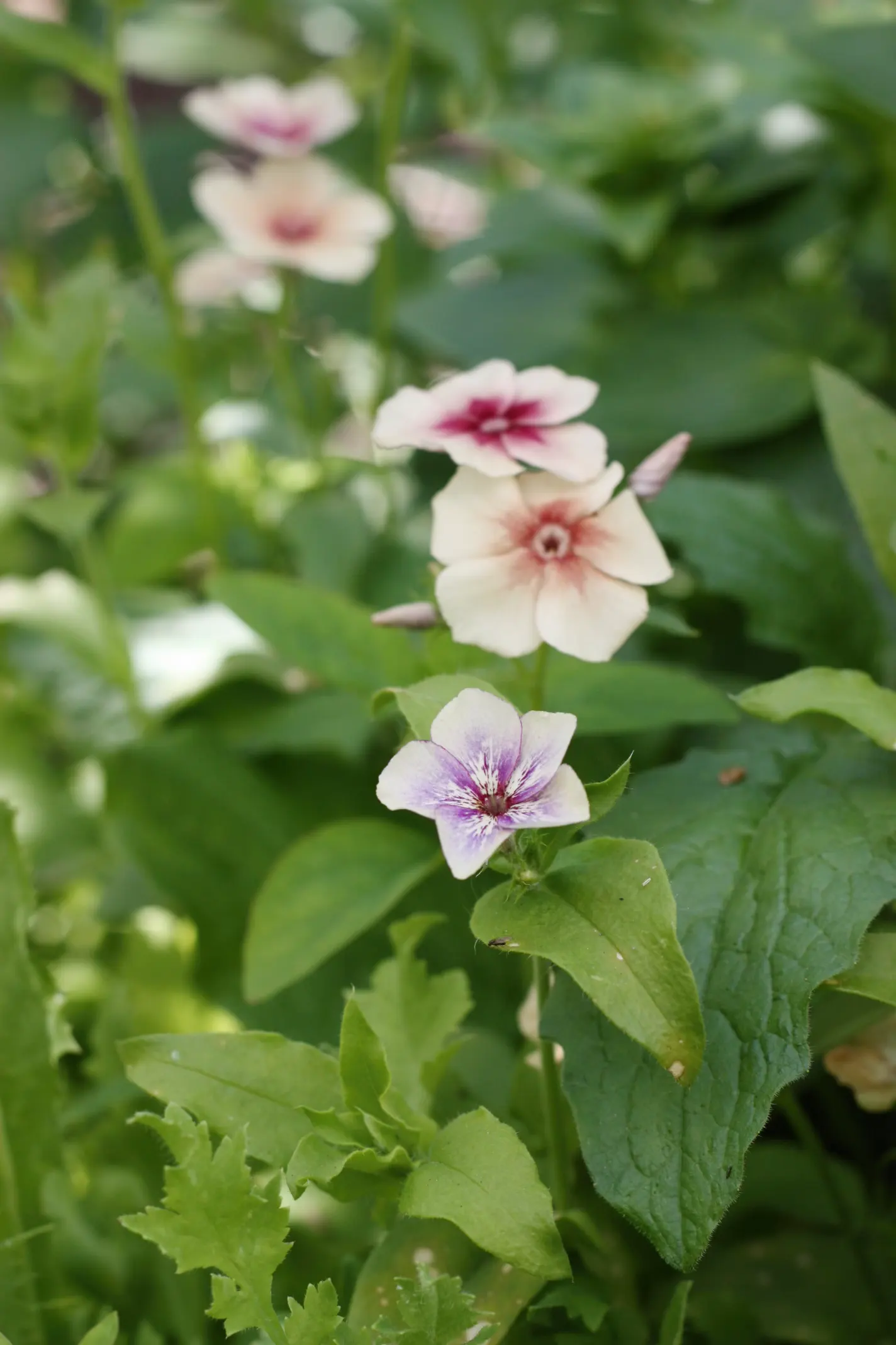 Flox 'Creme Brulee'