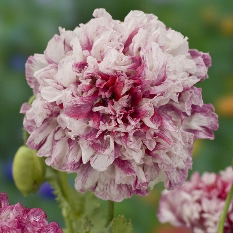 Frö till lättodlad Pionvallmo 'Flemish Antique Peony'