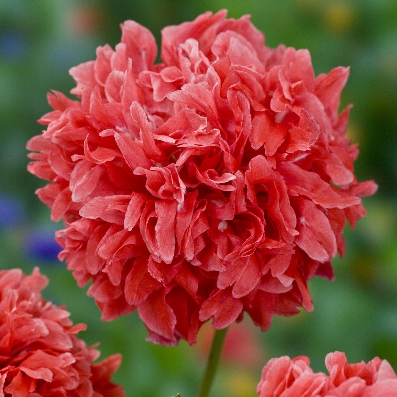 Elegant Pionvallmo 'Frosted Salmon Peony'
