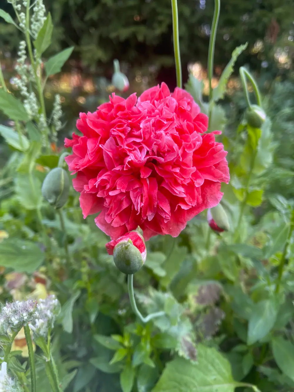 Pionvallmo 'Frosted Salmon Peony'