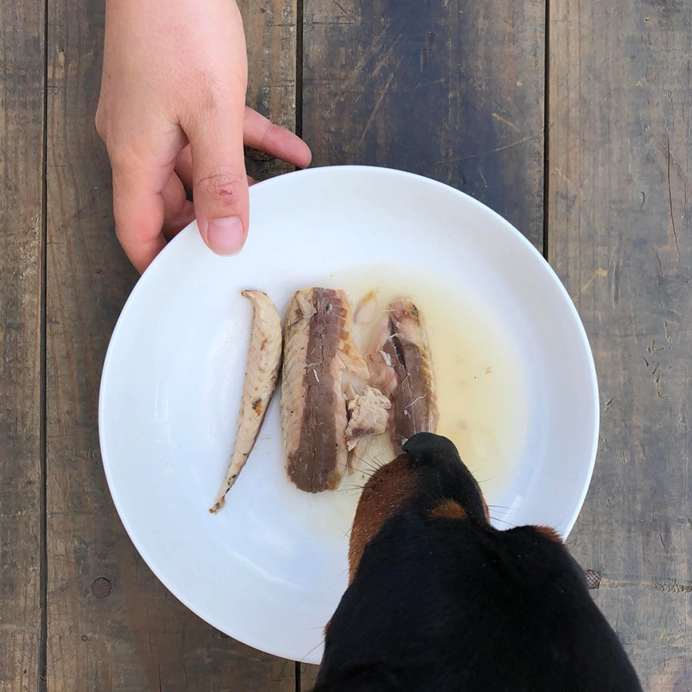 Makrill till hund