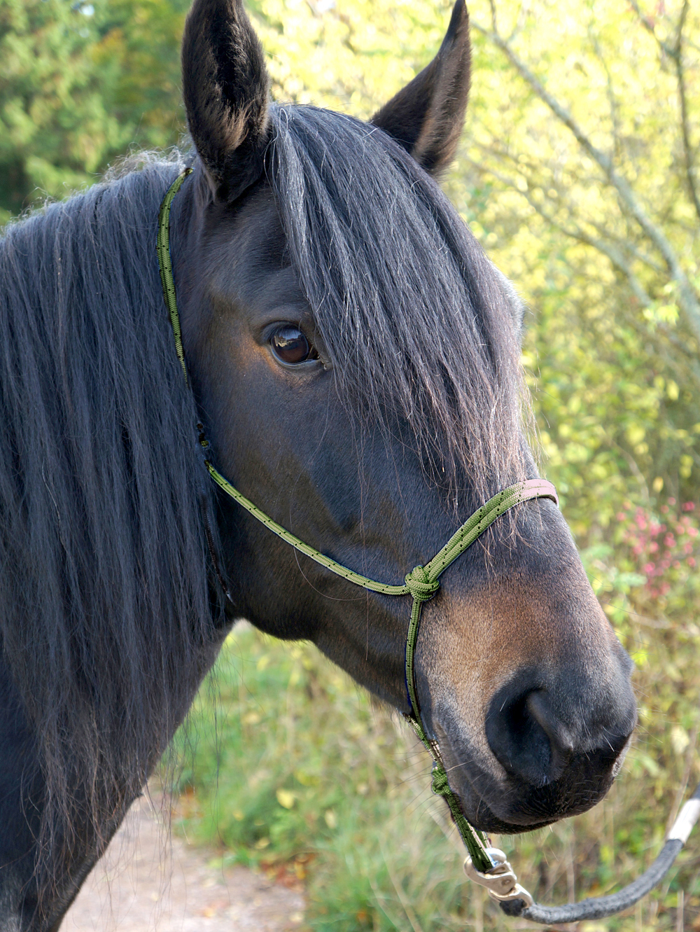 Ropehalter Buck Brannaman #124, sage green