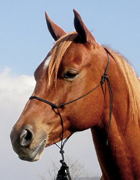 Rope halter Double Diamond #110 (extra thin) 