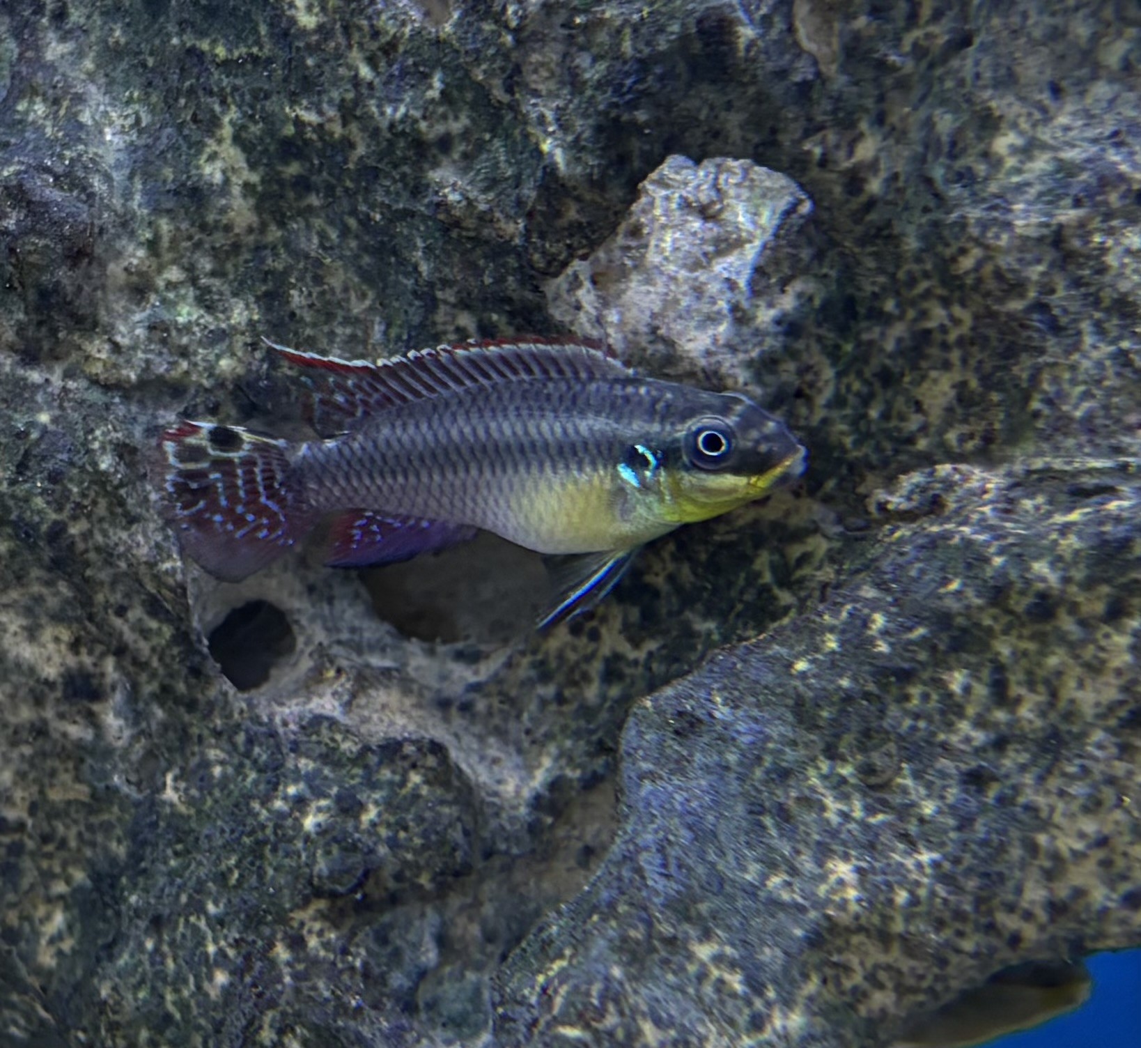 Dehane taeniatus (Pelvicachromis taeniatus, dehane)
