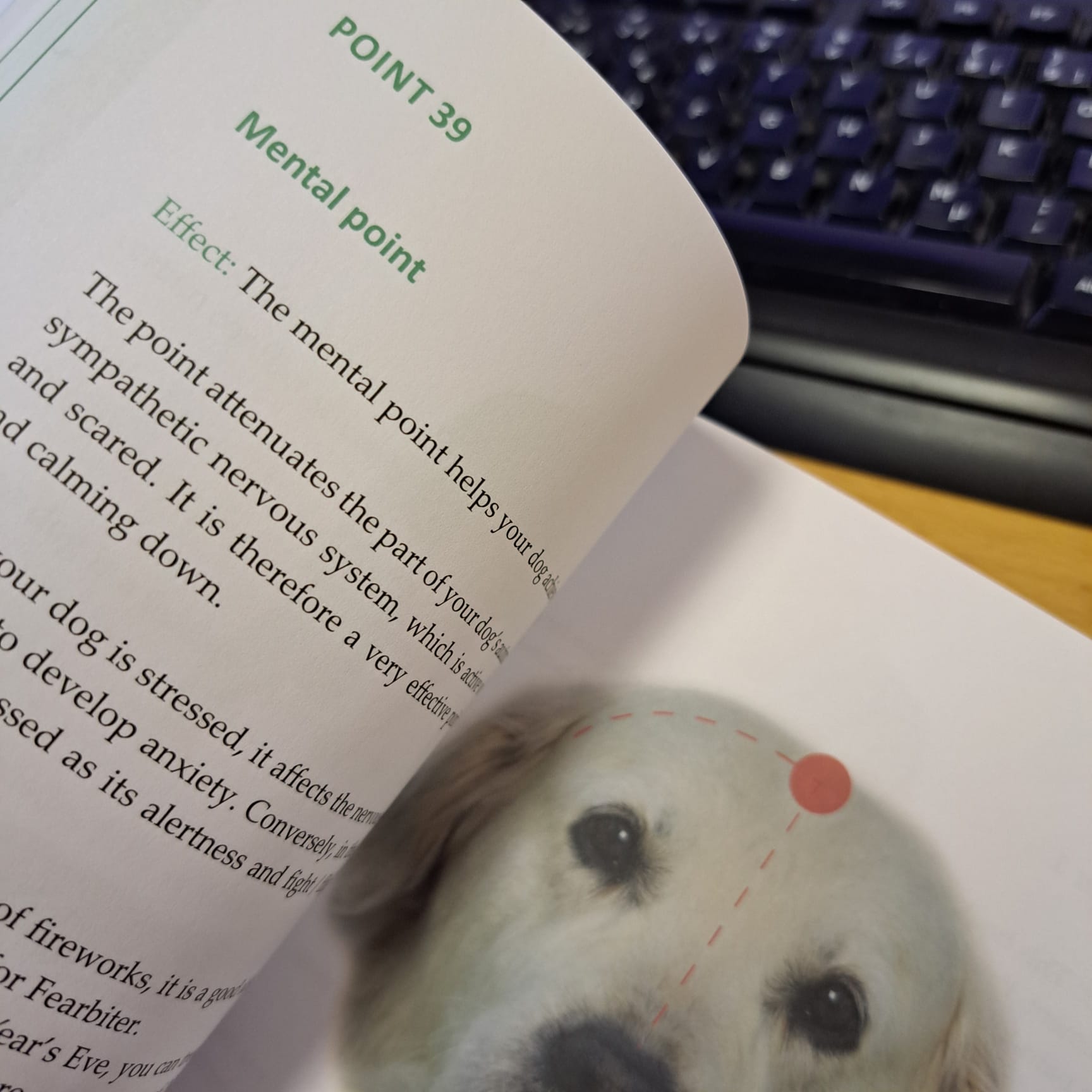 Dog Reflexology and acupressure for owners av Vivian Birlie - 3