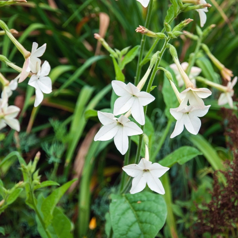 Frö till Blomstertobak - Narcisstobak