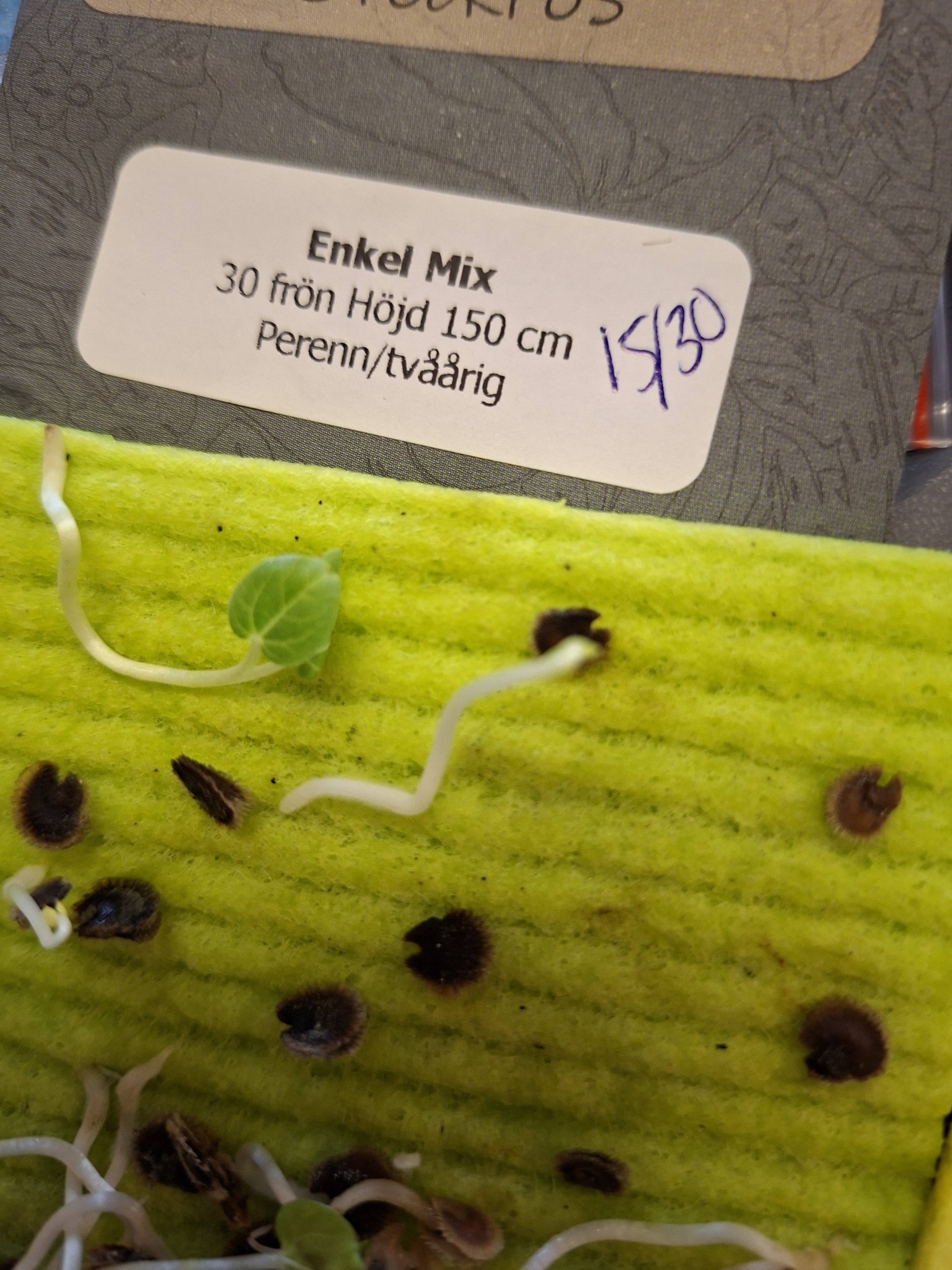 Stockros Enkel  Mix 30 frön - 2