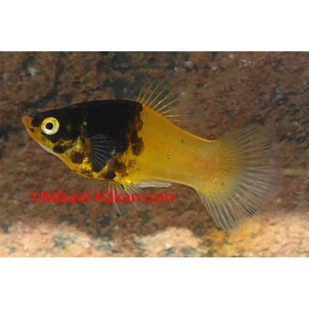 Platy Humla (Xiphophorus maculatus)