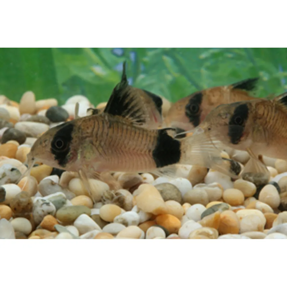 Corydoras Panda (Hoplisoma panda)