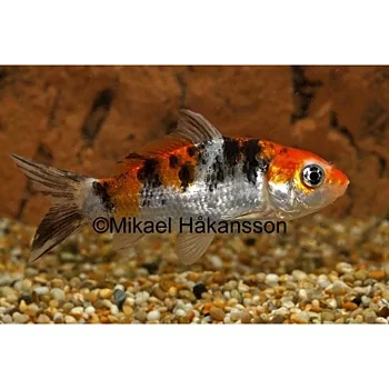 Koi Mix 6-7cm (Cyprinus carpio var.)