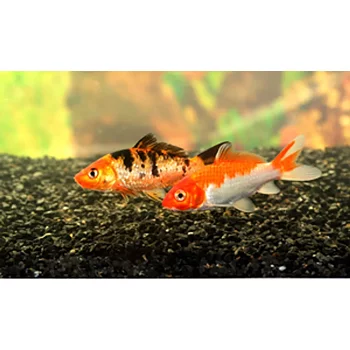 Koi Mix 10-13cm (Cyprinus carpio var.)
